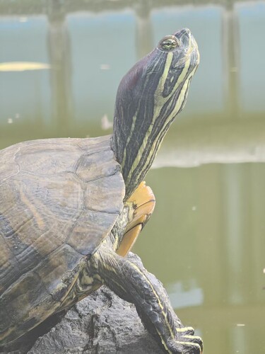 Red-eared Slider