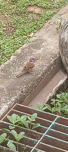 Eurasian Tree Sparrow