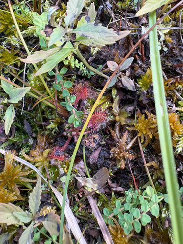 round-leaved sundew