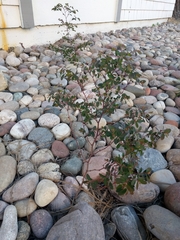 Euphorbia hypericifolia
