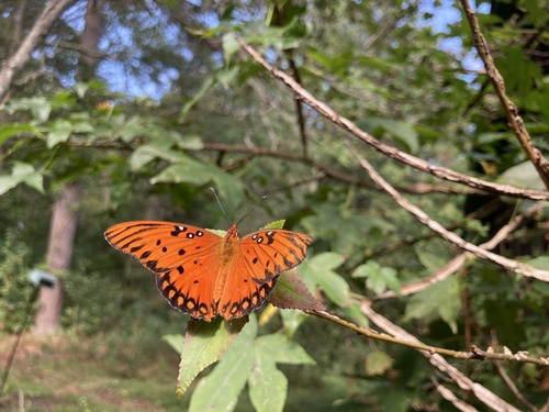 Gulf Fritillary