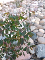 Euphorbia hypericifolia