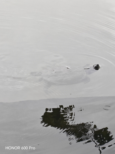 Pond Slider