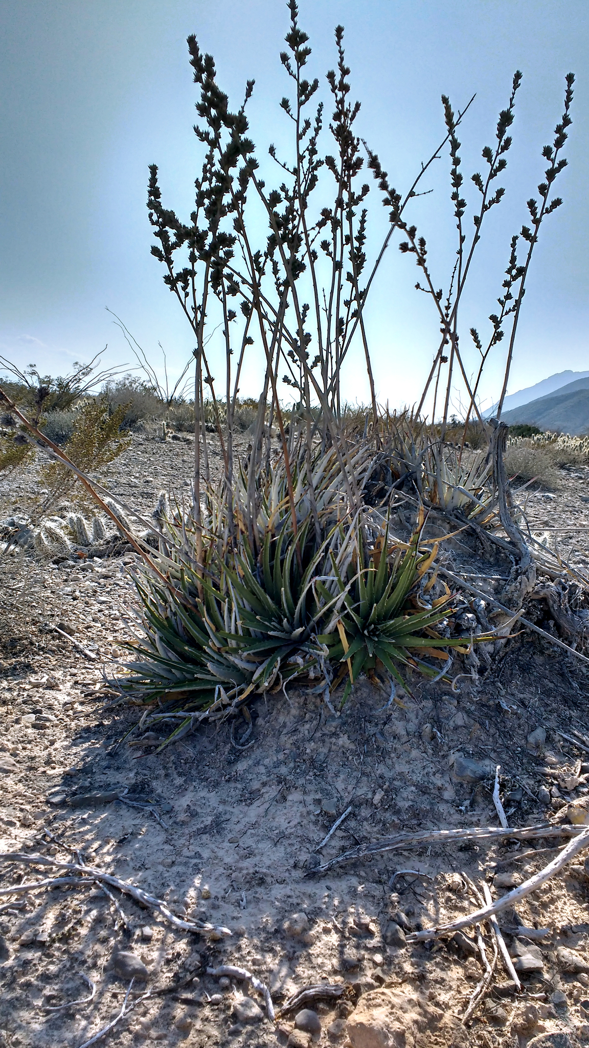 Hechtia texensis