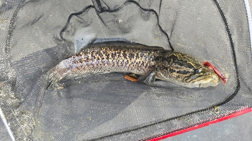 Channa maculata observed 2026-09-23