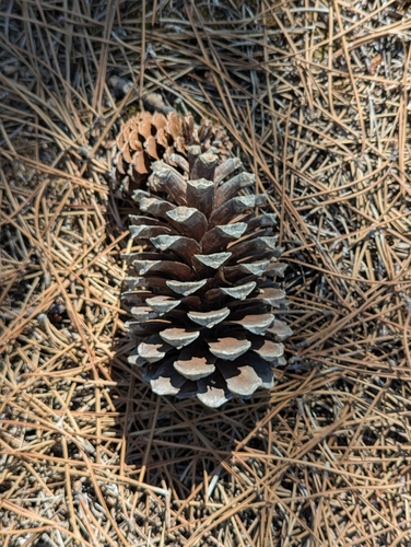Pinus pinaster, photograph 2