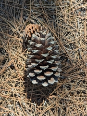 Pinus pinaster, photograph (c) Dmitry Trutsko, some rights reserved (CC BY)