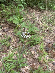 Echinacea sanguinea