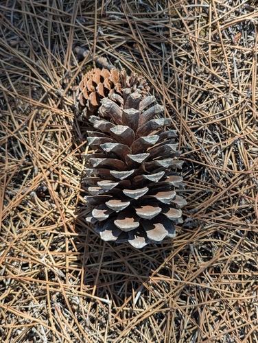 Pinus pinaster, photograph 3