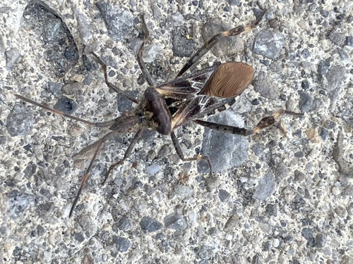 Western Conifer Seed Bug