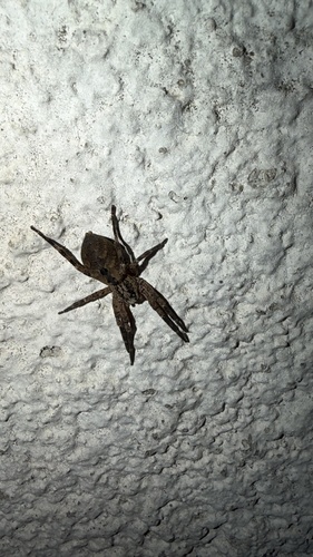 Mediterranean Spiny False Wolf Spider