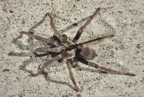 False Tarantula