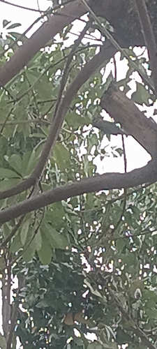 Coppersmith Barbet