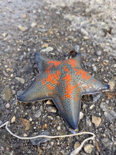 Blue Bat Star