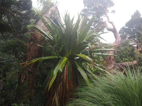 Cordyline indivisa