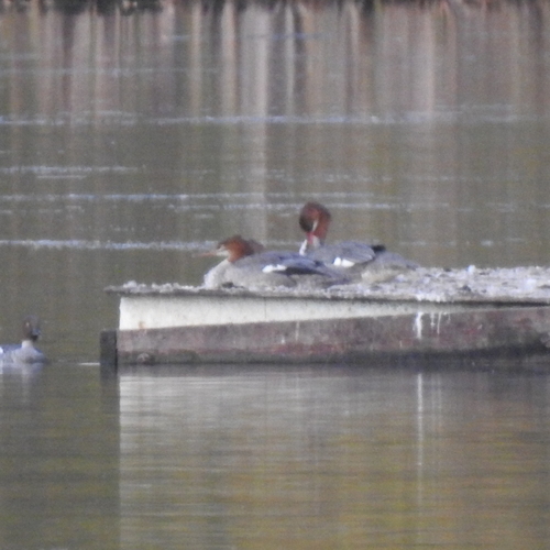 Common Merganser