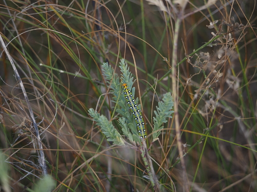 Leafy Spurge Hawkmoth