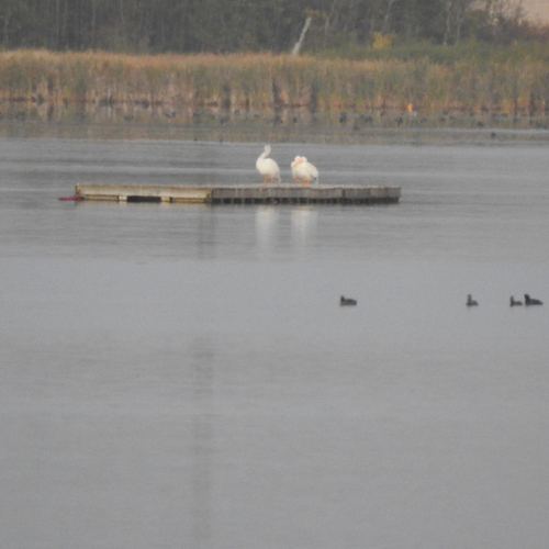 American White Pelican