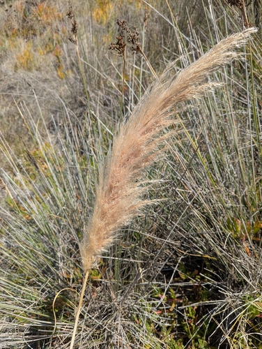 Cortaderia selloana, photograph 5
