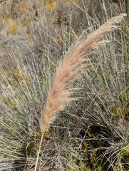(c) Dmitry Trutsko, some rights reserved (CC BY) Cortaderia selloana, photograph (c) Dmitry Trutsko, some rights reserved (CC BY)