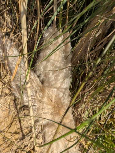 Cortaderia selloana, photograph 6