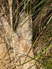 Cortaderia selloana, photograph (c) Dmitry Trutsko, some rights reserved (CC BY)