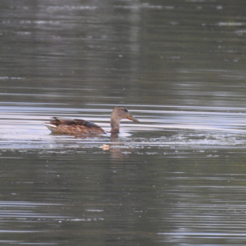 Gadwall