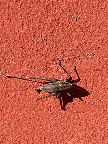 Dark Bush-cricket