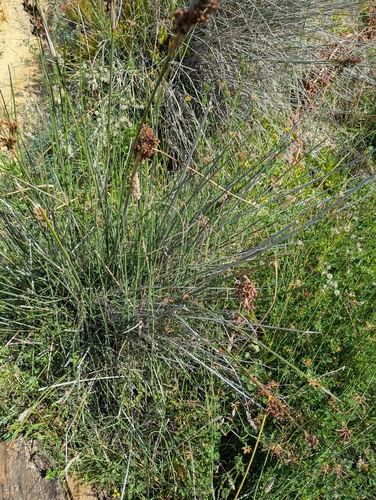 Juncus acutus, photograph 5