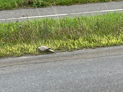 Eurasian Collared-Dove