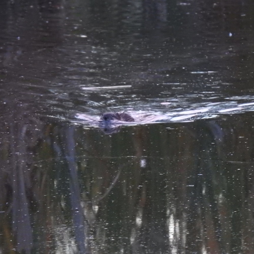 Muskrat