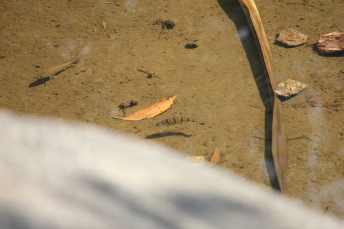 Barred Grunter