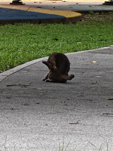 Domestic Cat
