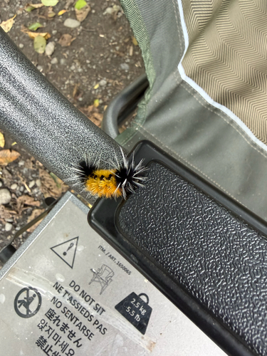Spotted Tussock Moth
