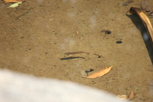 Spangled Perch