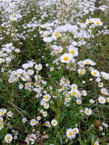annual fleabane
