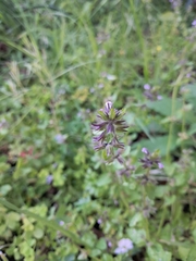 Stachys arvensis