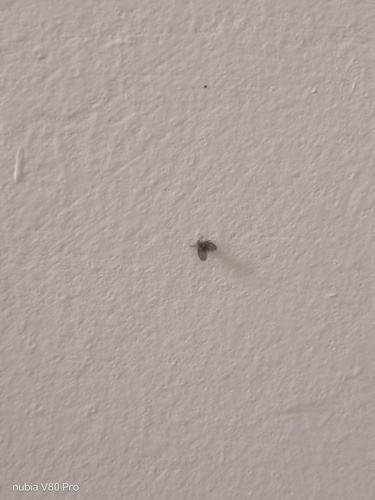 Bathroom Moth Fly