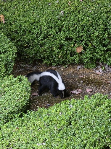 Striped Skunk