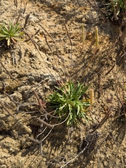 Plantago coronopus, photograph (c) Dmitry Trutsko, some rights reserved (CC BY)