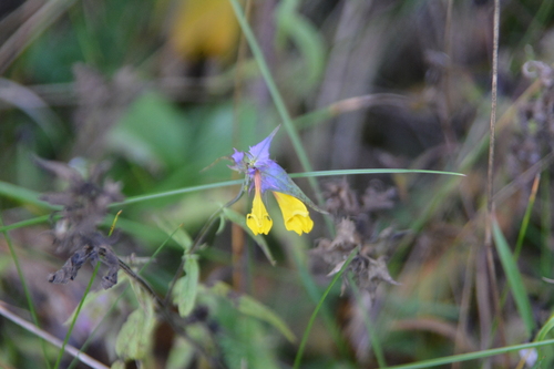 Melampyrum nemorosum, photograph 5