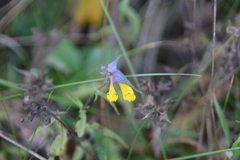 Melampyrum nemorosum, photograph author not stated, no rights reserved