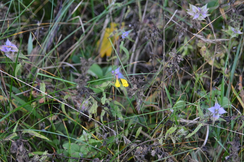 Melampyrum nemorosum, photograph 4