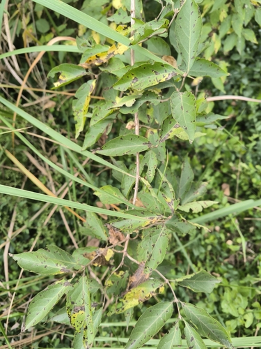 Amur honeysuckle