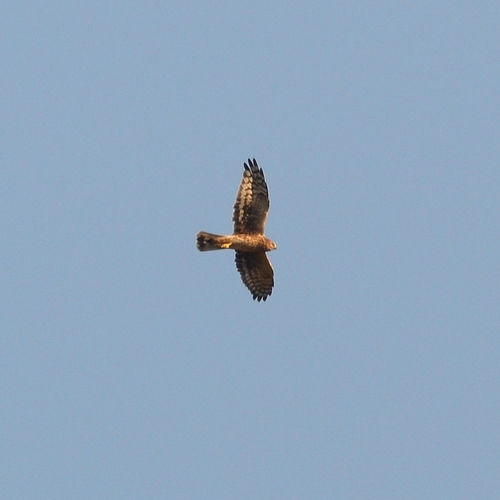 Hen Harrier