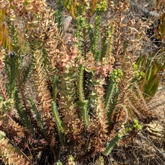 Euphorbia paralias