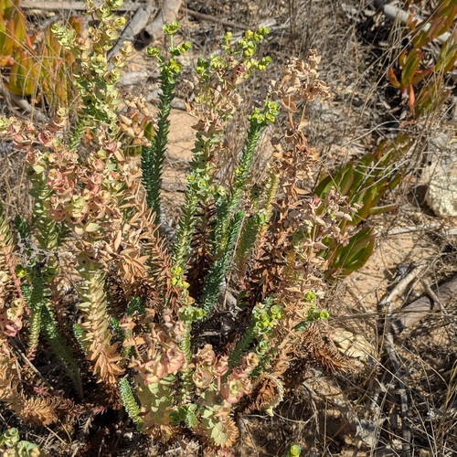 Euphorbia paralias, photograph 1