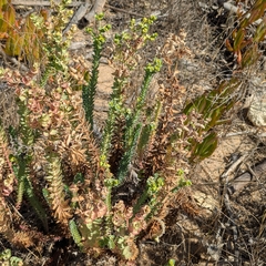 Euphorbia paralias, photograph (c) Dmitry Trutsko, some rights reserved (CC BY)
