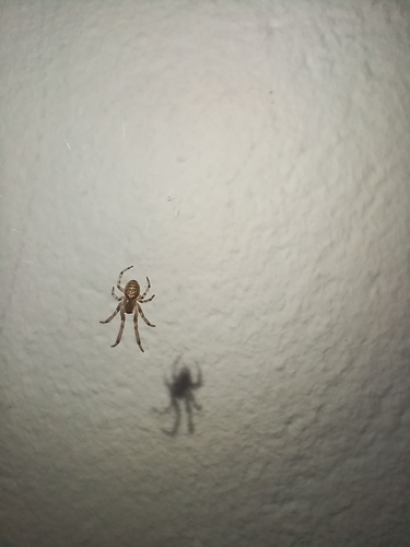 Silver-sided Sector Spider