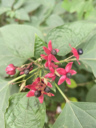 Harlequin glorybower